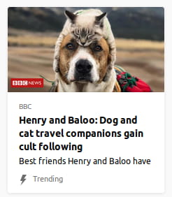 By BBC. Photo o’ a dog with a cat on its head like a hat.